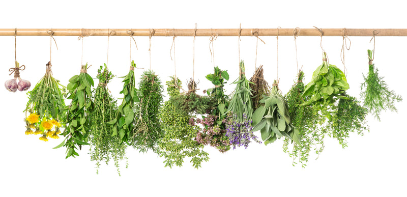 Summer Herbs You Can Keep in the Kitchen